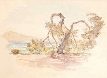 José Luis Mariano Benlliure, Mallorca. Pino de Formentor. Colección particular. Foto FMB